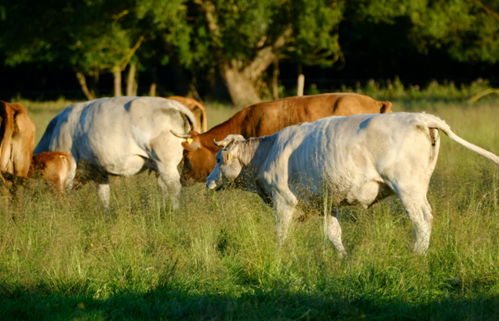 How Joint Supplements Support Ligaments in Livestock