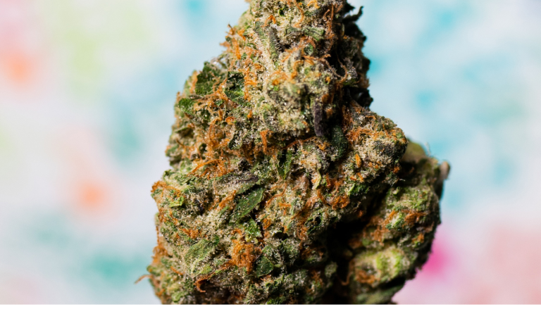 Haze Strain Cannabis Seeds: Understanding Genetics, Terpenes, and Modern Selection